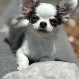 Bean - Blue male Chihuahua puppy in Westminster, Colorado from VanityPom’s