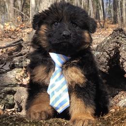 Winston - Orange Collar - Black and red male German Shepherd puppy in Charlotte, North Carolina from Zuflucht K9s
