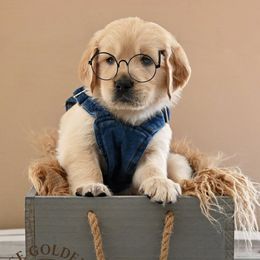 Golden Retriever Puppies from T Rose Golden Co.
