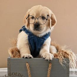 Golden Retriever Puppies from T Rose Golden Co.