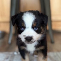 Boy 2 - Black tri male Miniature Australian Shepherd puppy in Bethany, Illinois from Rachel at Marrowbone Creek Aussies