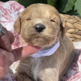 Boy 4 - male Irish Doodle puppy in Home, Pennsylvania from Plum Creek Acres Next Generation