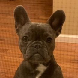 French Bulldogs from Kim Greene's French Bulldogs