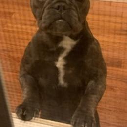 French Bulldogs from Kim Greene's French Bulldogs