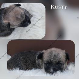 Rusty - Sable male Pembroke Welsh Corgi puppy in Charleroi, Pennsylvania from Twilight Hollow Corgis