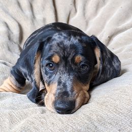Dachshund Puppies from Laura Stutts' Dachshunds