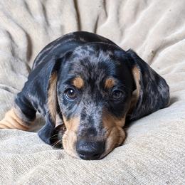 Dachshund Puppies from Laura Stutts' Dachshunds