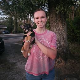 American Corgi and Pembroke Welsh Corgi Puppies from Koko's Kennels