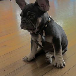 French Bulldog Puppies from Kuumaka Kanines