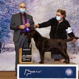 Labrador Retriever All Grown Up from EverOak Labradors