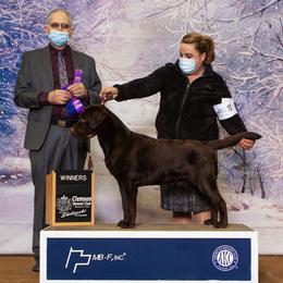 Labrador Retriever All Grown Up from EverOak Labradors