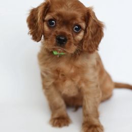 Bogey - Ruby Cavalier King Charles Spaniel puppy in Flagstaff, Arizona from Cadelia Cavalier King Charles Spaniels