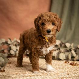 Churro - Red  male Goldendoodle puppy in Miami, Florida from Haus of Pawz