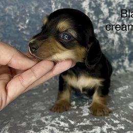 Jolly - Black and cream male Dachshund puppy in Poteau, Oklahoma from Sisters Dazzling Dachshunds