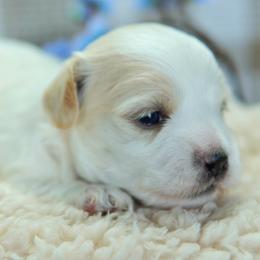 Hoss - White male Coton de Tulear puppy in Forney, Texas from Buttercup Cotons of Texas