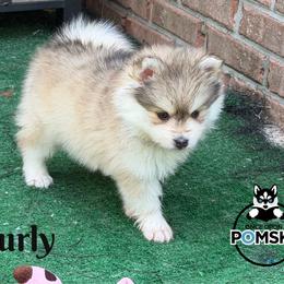 Curly - Silver and white male Pomsky puppy in Eastman, Georgia from Once Upon A Pomsky
