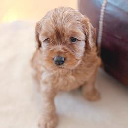 Jellybean - Red female Bernedoodle puppy in Travelers Rest, South Carolina from Bernedoodle.do