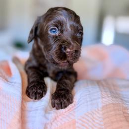 Suede - Chocolate male Goldendoodle puppy in Queen Creek, Arizona from Sunny Doodles
