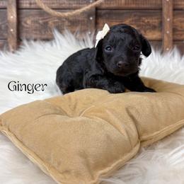 Ginger - Black female Poodle puppy in from Pink Poodles and Doodles