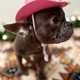 French Bulldog Puppies from Southern Class Frenchies