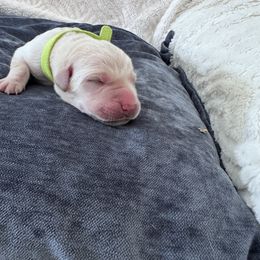 Girl 3 - female Labrador Retriever puppy in Temecula, California from Oak Valley Labradors