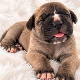 Titan - Fawn male Cane Corso puppy in Trenton, Texas from Trained To Go Corso Kennels (T.T.G. Corso Kennels)
