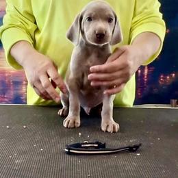 Agnes - Silver gray male Weimaraner puppy in Aitkin, Minnesota from Whispering’s GunDogs
