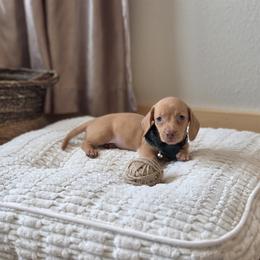 AKC Meet Gil :) - Red male Dachshund puppy in Centerville, Iowa from Barnyard Dachshunds, Dals & Doodles