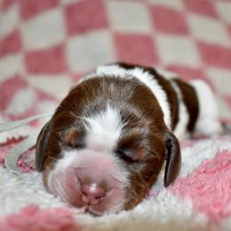 Jolene - Liver white and tan female English Springer Spaniel puppy in Chapmansboro, Tennessee from Balthrop Bend Farms