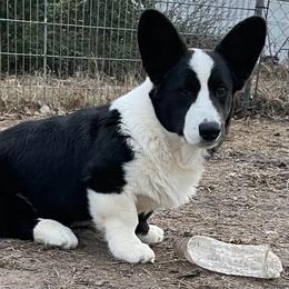 Rory - Brindle and white male Cardigan Welsh Corgi puppy in Pattonville, Texas from Espuela Cardigan Welsh Corgis