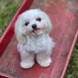 Tia - Maltese