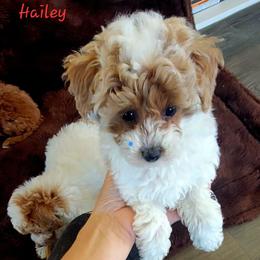 Hailey - Parti female Poodle puppy in Montrose, Pennsylvania from Tales Of Joy