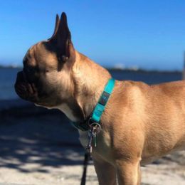 French Bulldogs from Chanley Tubito