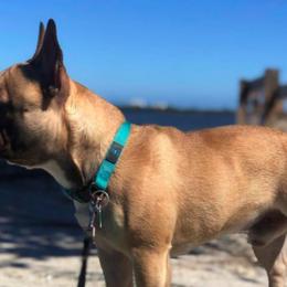 French Bulldogs from Chanley Tubito