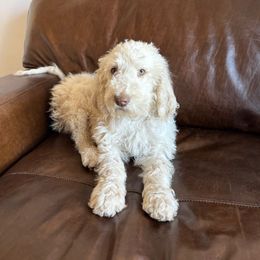 Charlie - Cream male Labradoodle puppy in Kingman, Arizona from The Dood Ranch