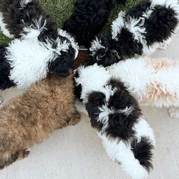Sheepadoodle Puppies from Pretty Perfect Pups