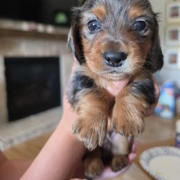 Dachshund Puppies from Emily King
