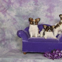 Papillon All Grown Up from Rocyn Papillons