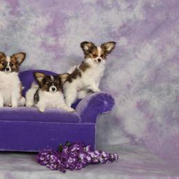 Papillon All Grown Up from Rocyn Papillons