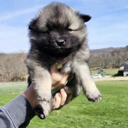 Keeshond Puppies from Hocking Hills Keeshonds