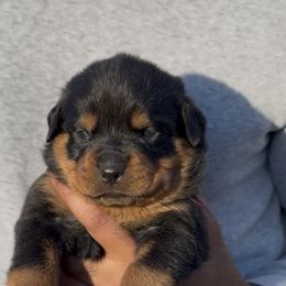 Light Blue Collar (F) - Black and rust female Rottweiler puppy in San Antonio, Texas from VHWilliamsRottweilers