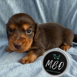 Ruben - Chocolate and tan male Dachshund puppy in Nashville, Tennessee from Mini Browne Dachshunds