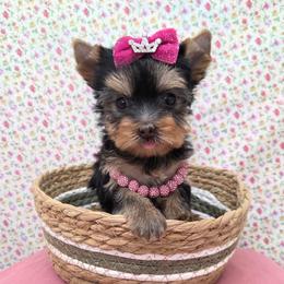 Candie - Blue and gold female Yorkshire Terrier puppy in Monticello, Iowa from Ashley’s Puppies
