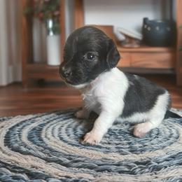 Echo - Piebald female Dachshund puppy in Sharon Springs, New York from Show Us The Way Homestead