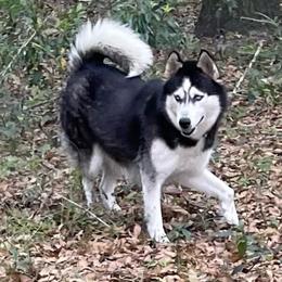 Bella - Siberian Husky