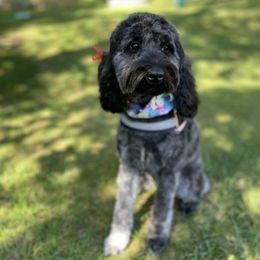 Priya - Australian Labradoodle