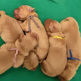 Golden Retriever puppies from Future Hope Goldens
