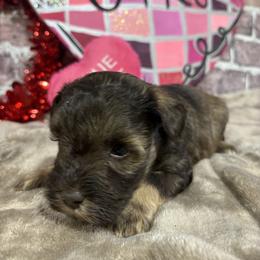 Beaux - Liver male Miniature Schnauzer puppy in Lufkin, Texas from C&K’s Schnauzer House