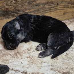 Girl 2 - Black and tan female German Shepherd puppy in Lake George, Colorado from High Country German Shepherds