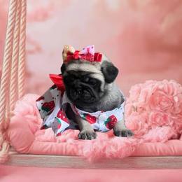 Pug Puppies from Precious Paws